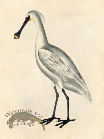 Spoonbill - Tribute Bd 20